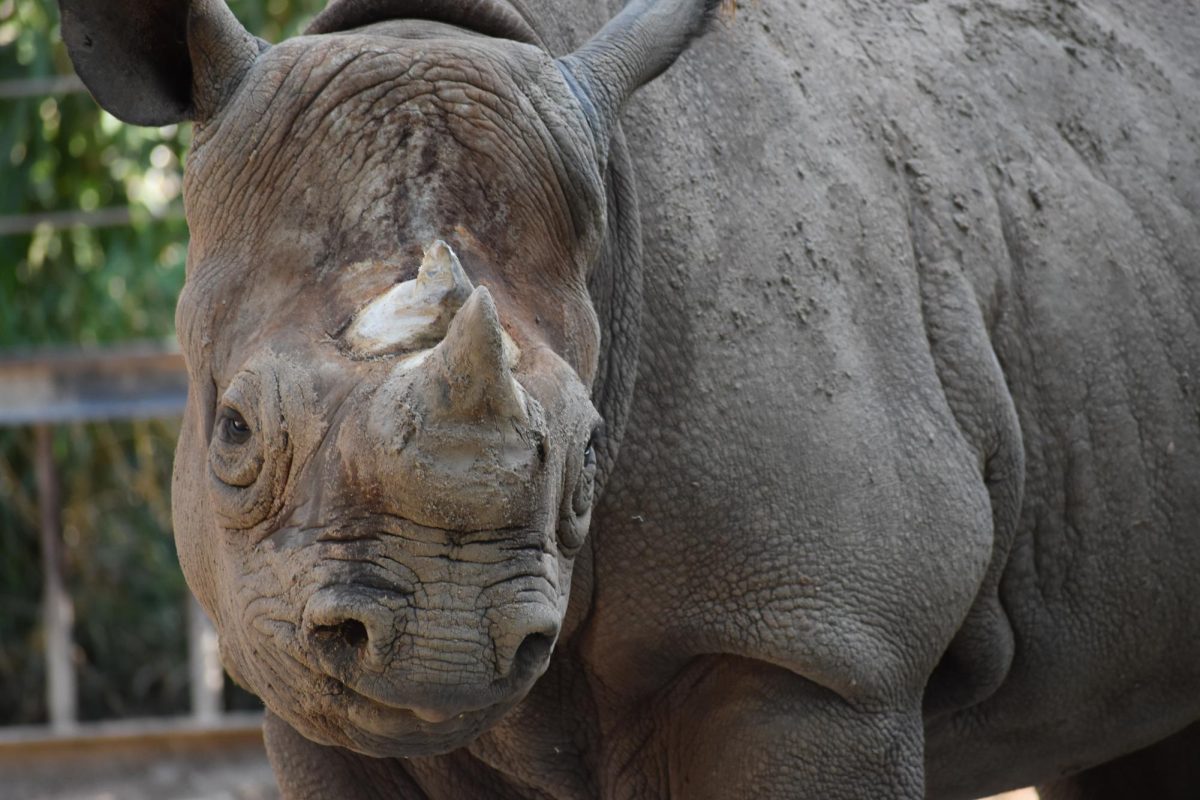 Rhino walks around enclosure at Lee Richardson Zoo. There are two rhinos remaining.