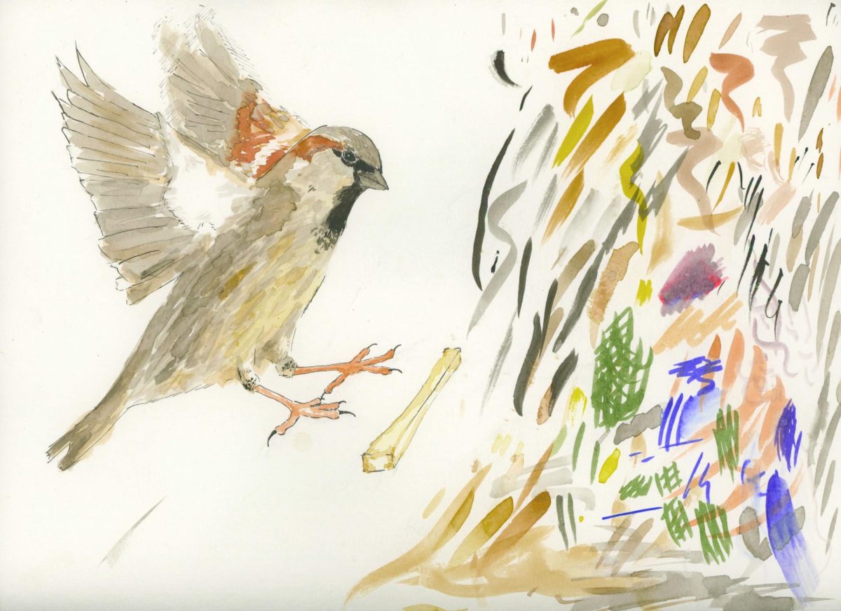 Illustration of bird